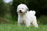 TERRIER DU TIBET 160